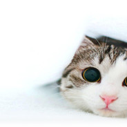 发把zhu，秋梨膏