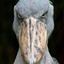 Elderly Shoebill