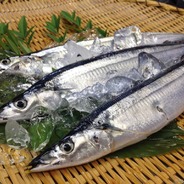 saury3