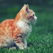 MY『梦幻』-船长ChuanZhang