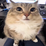 庸鳥騙我是巢崔