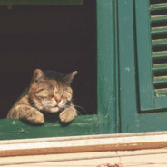 理塘王族丁真老爷驾到