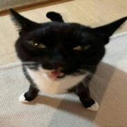 какащечки
