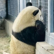 风烬辞书