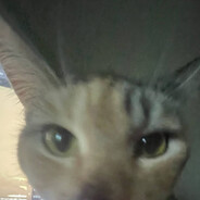 горгонзола2004