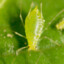 Aphid