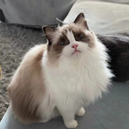 Big Avatar