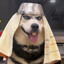 Sir Derpington