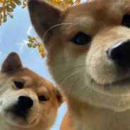 比奇堡派大星JS⭐