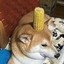 CornDoge