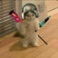 KingyCat