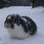 Stupid Idiot Bunny
