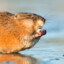 Mild Muskrat