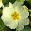 ThePrimrose