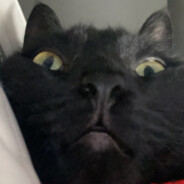 Big Avatar