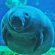 aWildSeacow