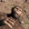 Australopithecus