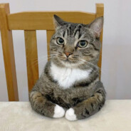 𝐀𝐔𝐓𝐇𝐎𝐑𝐈𝐙