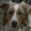Dog From Better Call Saul (S3E5)