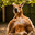 Kangaroo_Roger.kz