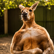 Kangaroo_Roger.kz