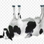 rotate a cow