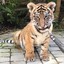76岁带病压枪