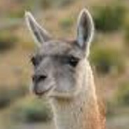 Guanaco