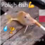 POLISH FISH