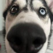 神枪手四联何晨光