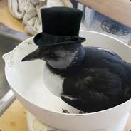 Gentleman Bird