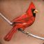 Young Cardinal