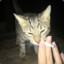 ReloadTheSmokingCat