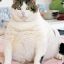 PHaTcAT