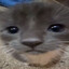 t4t petplay