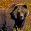 Mr .Grizzly_bear