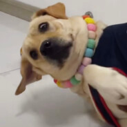 手机放篇自己跑到门口cos无能丈夫