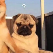 这一枪向你道晚安