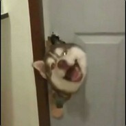 噜猫圣手刘定春