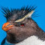 Kenguin