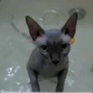 C O N E - steam id 76561197965453784