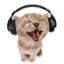 catxx