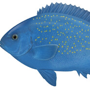 xX_Cool_Blue_Shark_Xx