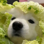 拔刀能留住落樱吗