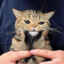 PopCat