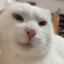 wow_meo_wow
