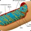 Mitochondria, the Powerhouse