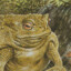 Bloated Toad