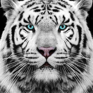 Stanislav Gorbatov avatar
