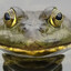 The frog of pain and suffering